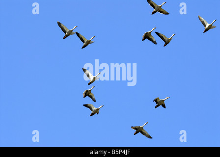 VOR ORT IN RECHNUNG GESTELLT ENTEN IM FLUG KUNDAKULAM BIRD SANCTUARY TAMILNADU Stockfoto