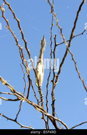 GELBE ROHRDOMMEL KÜKEN IN KUNDAKULAM BIRD SANCTUARY TAMILNADU Stockfoto