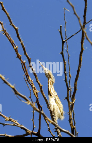 GELBE ROHRDOMMEL KÜKEN IN KUNDAKULAM BIRD SANCTUARY TAMILNADU Stockfoto