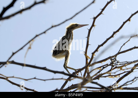 GELBE ROHRDOMMEL KÜKEN IN KUNDAKULAM BIRD SANCTUARY TAMILNADU Stockfoto