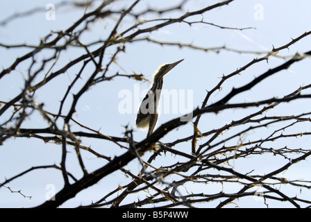 GELBE ROHRDOMMEL KÜKEN IN KUNDAKULAM BIRD SANCTUARY TAMILNADU Stockfoto