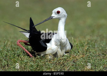 SCHWARZ GEFLÜGELTE STELZENLÄUFER AM NEST IN KUNDAKULAM BIRD SANCTUARY TAMILNADU Stockfoto