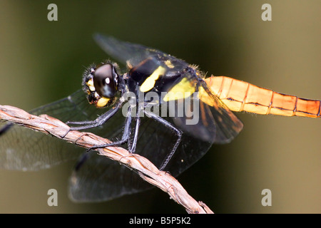 nicht identifizierte schöne gelbe Libelle, gefunden in vietnam Stockfoto