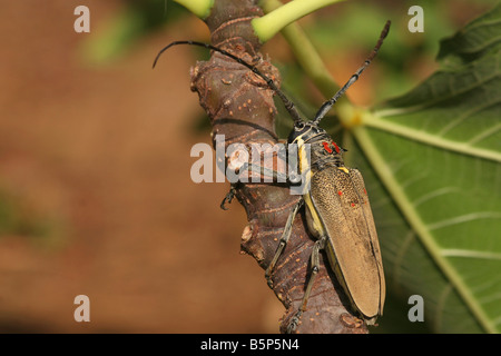 Batocera Rufomaculata eine Insekt verursacht große Schäden an Feigen- und Mango-Plantagen Stockfoto