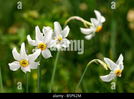 Dichter-Narzisse, Narcissus Poeticus, Montreux, Schweiz Stockfoto