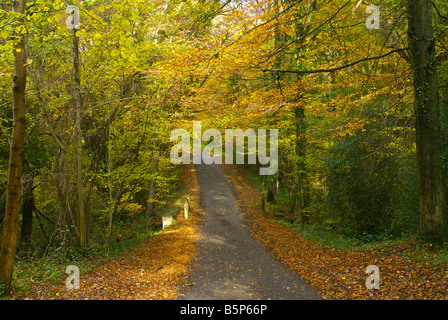 Landstraße Lane walk England uk Herbst Stockfoto