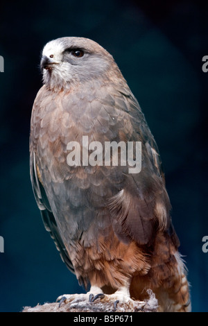 Swainson s Hawk Stockfoto