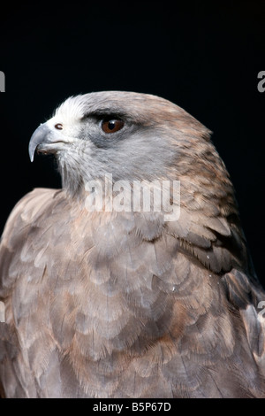 Swainsons Hawk closeup Stockfoto