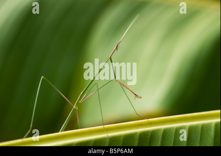 Schizocephala Bicornis. Indische Grass Mantis auf Bananenblatt in Indien Stockfoto