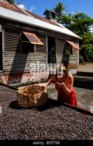 Schokolinsen Trocknung bei einer alten Plantage Website, Grenada, "West Indies" Stockfoto