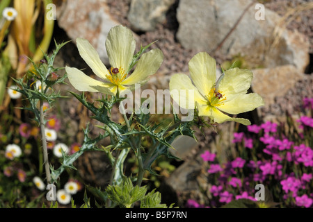 Prickly Poppy oder mexikanische Mohn Argemone subfusiformis Stockfoto