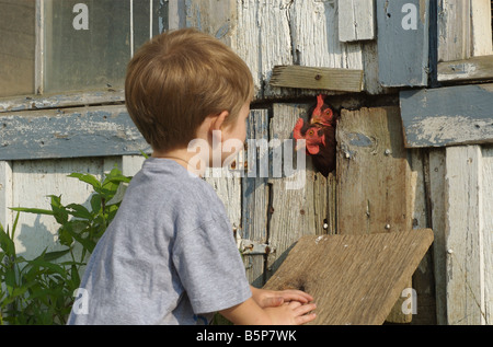 Zwei Jahre alte Junge schaut aus nächster Nähe zwei Rhode Island Red Hühner gerne kommen aus dem Hühnerstall Stockfoto