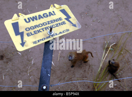 Warnschild Elektrozaun auf ein Pavian-Gehäuse Stockfoto