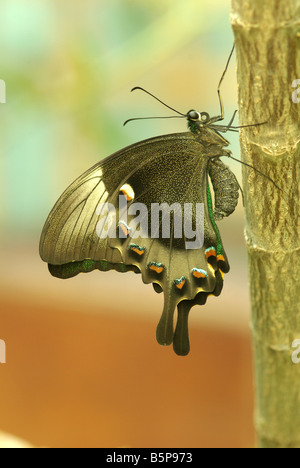 Papilio Palinurus, der grüne Schwalbenschwanz-Schmetterling. Stockfoto