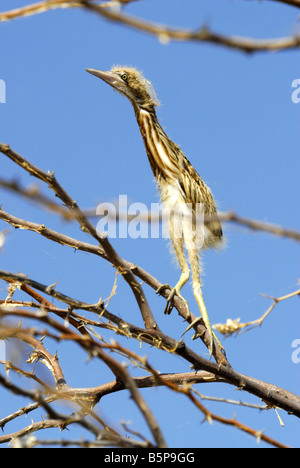 GELBE ROHRDOMMEL KÜKEN IN KUNDAKULAM BIRD SANCTUARY TAMILNADU Stockfoto