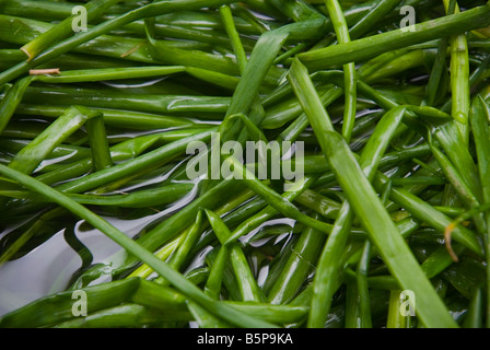 Wachsen Zwiebeln in Wasser in ein kleines Glas auf der Fensterbank