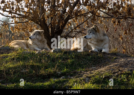 Ein paar von Timber Wölfe auf einem Hügel im Herbst Stockfoto