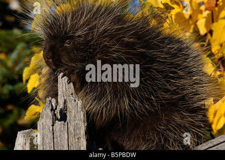 Nahaufnahme des Porcupine klettern einen toten Baum mit Gelb Birke Blätter und Evergreens im Herbst Erethizon Dorsatum Minnesota USA Stockfoto