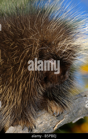 Nahaufnahme von einem Stachelschwein Gesicht Federkiele und Krallen an einem abgestorbenen Baum im Herbst Stockfoto