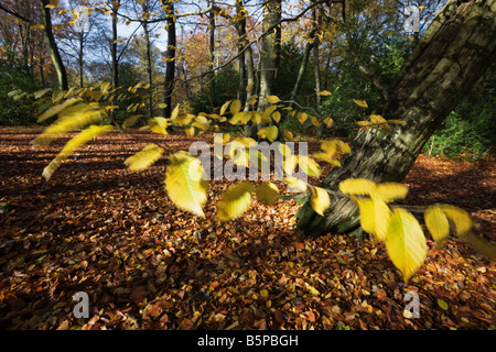 Eine Weitwinkeleinstellung einige Buche Blätter bewegt sich in der sanften Brise vor dem Hintergrund der Herbstfarben in einem Chiltern Buchenholz Stockfoto