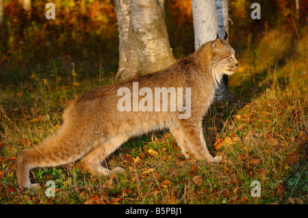 Kanadischer Luchs hocken in der Morgensonne Ausschau nach Beute am Rande einer bunten Herbst Wald Lynx Canadensis Minnesota USA Stockfoto