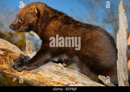 Fisher klettern einen toten Baum zeigt große Pfote mit fünf scharfe einziehbaren Krallen pekania pennanti Minnesota USA Stockfoto