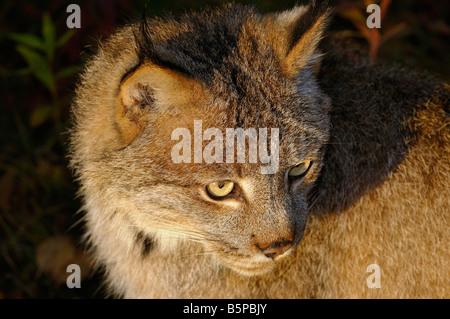 Nahaufnahme von einem kanadischen Luchs Gesicht in der Morgensonne Lynx Canadensis Minnesota USA Stockfoto