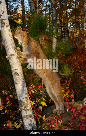 Kanadischer Luchs stehend auf Hinterfüße Nachschlagen einer Birke in einem Herbst Wald Stockfoto
