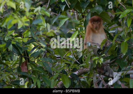 Junger Nasenaffe sitzt in einem Baum Blätter in Tanjung Puting NP Borneo zu essen Stockfoto