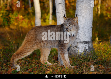 Kanadischer Luchs Ausschau nach Beute im Schatten der Birken in einem bunten Herbst-Wald bei Sonnenaufgang Stockfoto