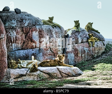 Diese Löwenbabys befinden sich in San Diego Wild Animal Park. Sie hat vor kurzem ihren ersten Geburtstag gefeiert. Imagegewinn. Stockfoto