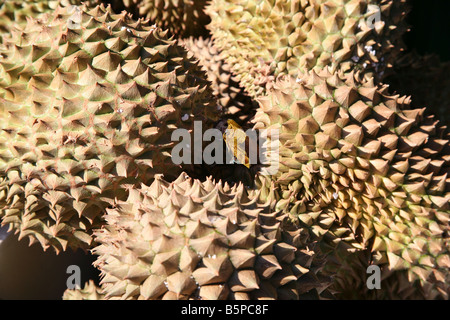 Durian Frucht auf Verkauf in Londons Chinatown Stockfoto