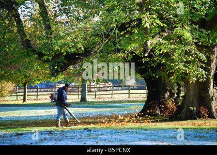 Clearing-Herbst Blätter im Garten, Virginia Water, Surrey, England, Vereinigtes Königreich Stockfoto