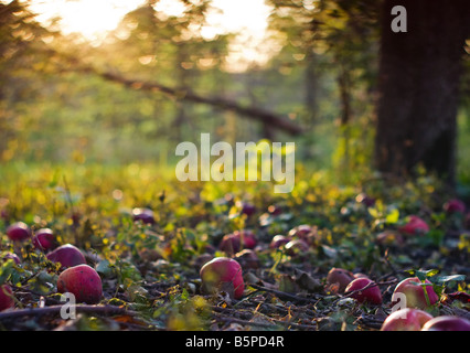 Rote Äpfel, die auf den Boden in einem Obstgarten gefallen haben. Stockfoto