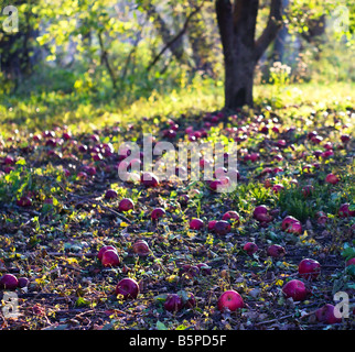 Rote Äpfel, die auf den Boden in einem Obstgarten gefallen haben. Stockfoto