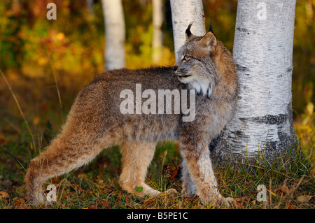 Kanadischer Luchs rückblickend im Schatten der Birken in einem bunten Herbst-Wald bei Sonnenaufgang Lynx Canadensis Minnesota USA Stockfoto