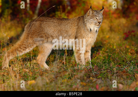 Kanadischer Luchs in der Morgensonne, die gerade für Beute am Rande einer bunten Herbst Wald Stockfoto