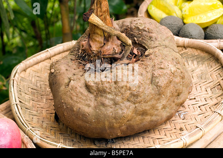 Des Teufels Zunge oder Konjac (Amorphophallus Konjac) eine asiatische essbare Knolle Stockfoto