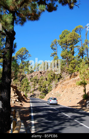 Bergstraße durch Kanarischen Kiefernwälder auf dem Weg nach Mt.Teide, Teneriffa, Kanarische Inseln, Spanien Stockfoto