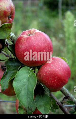 ALTE ENGLISCHE VIKTORIANISCHE APPLE CHARLES ROSS. Stockfoto