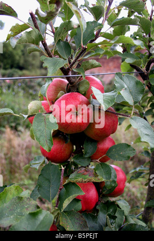 ALTE ENGLISCHE VIKTORIANISCHE APPLE CHARLES ROSS. Stockfoto