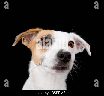 Jack Russell Hund hautnah Stockfoto