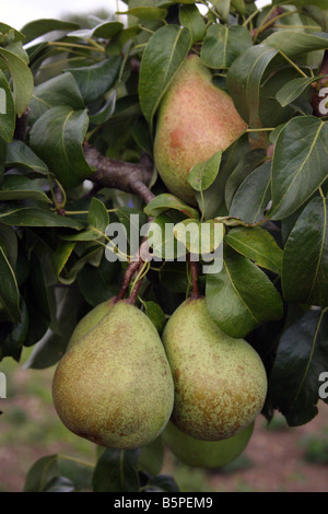 ALTE ENGLISCHE BIRNE BEURRE SECHS. Stockfoto