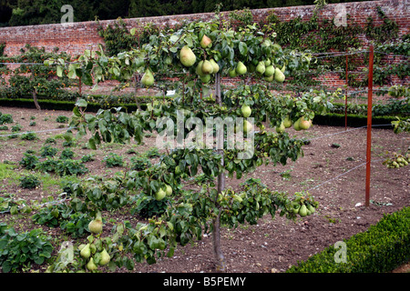 ALTE ENGLISCHE BIRNE BEURRE SECHS AUF EIN SPALIER-BAUM WÄCHST. Stockfoto