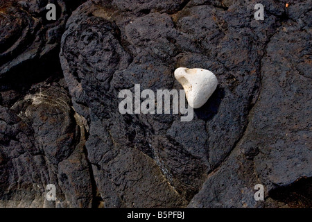 Weiße Felsen gefunden auf schwarzen Lavagestein auf Kauai Stockfoto