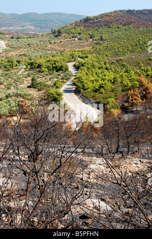 Verbrannte Bäume auf einem Hügel nach einem Waldbrand. Stockfoto