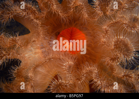 Nahaufnahme Detail Plumose Anemone (Metridium senile). Stockfoto