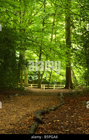 Wanderweg in Burnham Beeches, Buckinghamshire, England Stockfoto