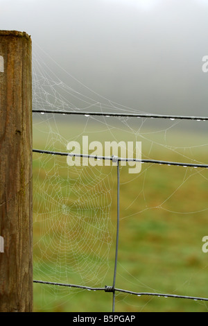 Gelingt an einem nebligen Morgen in den Chiltern Hills, Buckinghamshire, England Stockfoto