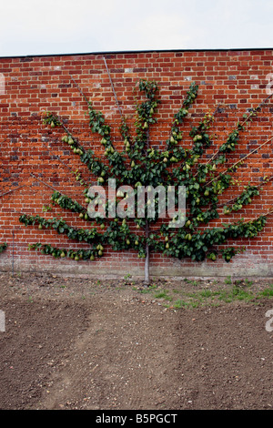 ALTE ENGLISCHE BIRNE VIKAR VON WINKFIELD WACHSEN AUF EINEM SPALIER BAUM GEGEN EINE MAUER. Stockfoto